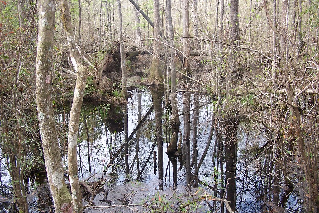 Big Thicket Wetlands Big Thicket National Preserve, Texas J