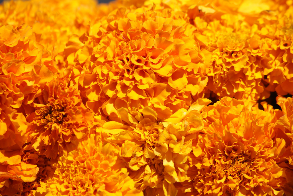 Flor de cuatrocientos pétalos Flor de cempasúchil (o