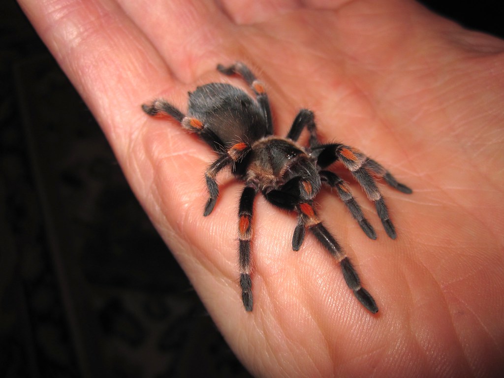 All sizes Brachypelma auratum juvenile tarantula 2 Flickr Photo