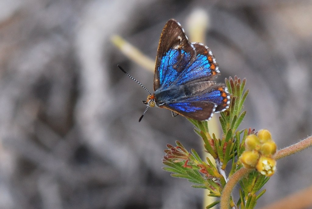 Western Jewel Butterfly Hypochrysops halyaetus This is onl… Flickr