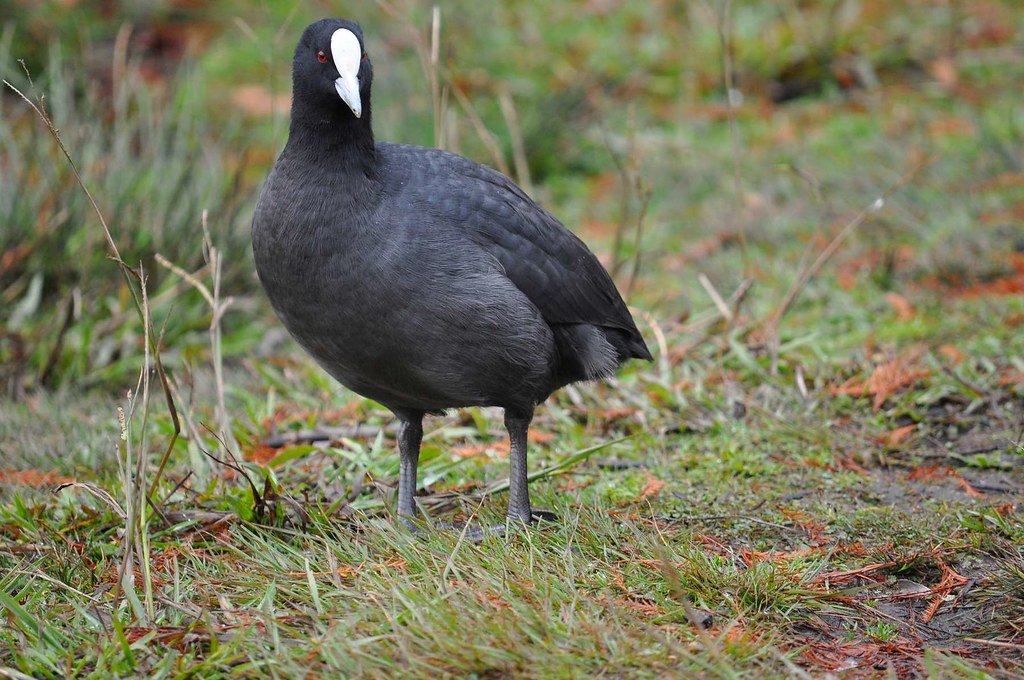 Water Hen A Water Hen at Wentworth Falls Lake Chris Flickr