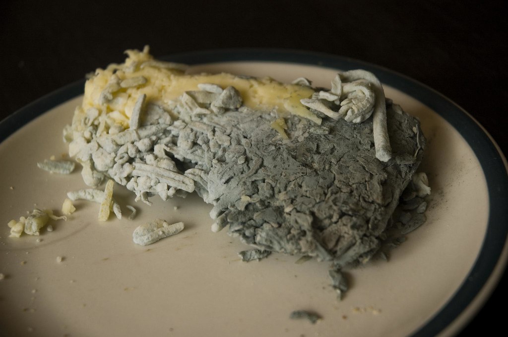 Really Moldy Greated Cheese What you can't see here is the… Flickr