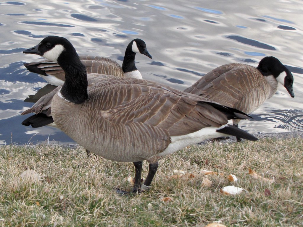 DARK CANADA GOOSE A rather strange looking female Canada G… Flickr