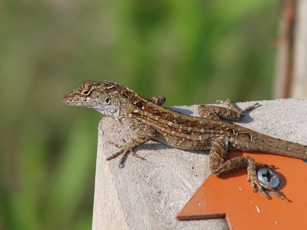 Cuban brown anole Sanibel Island, Florida These lizards di… Flickr