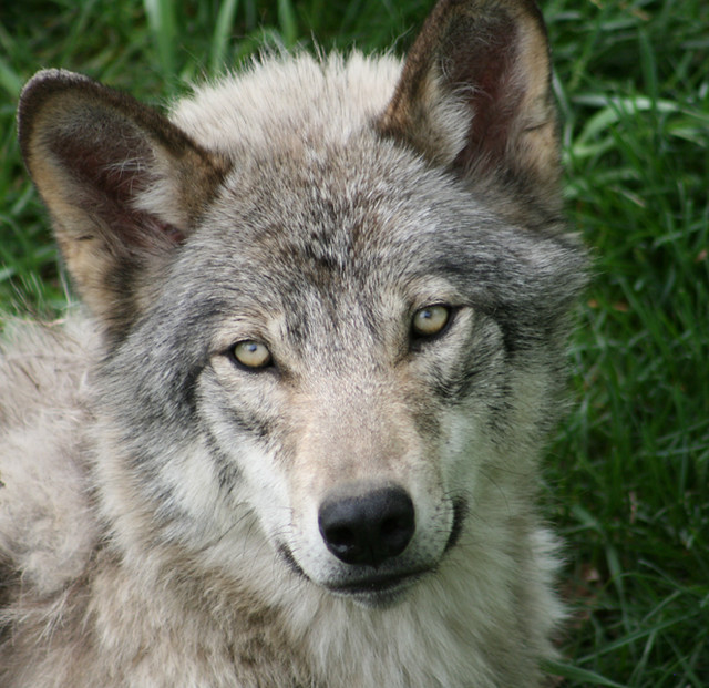 99,914 Wolf Stock Photos and Images 123RF