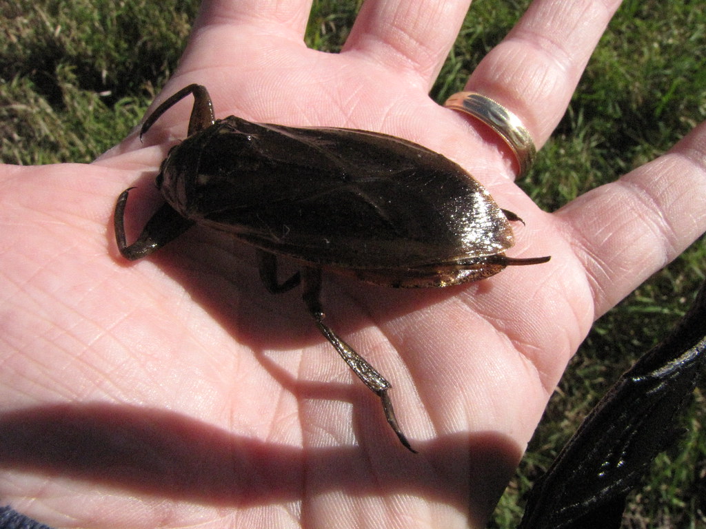 Giant Water Bug or Eastern Toebiter? Tripper Flickr