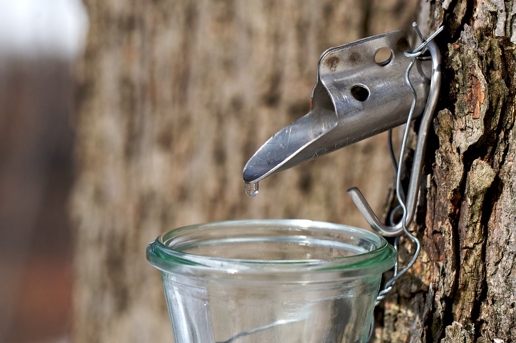 Maple Spile in Tree It was a beautiful sunny day and the t… Flickr