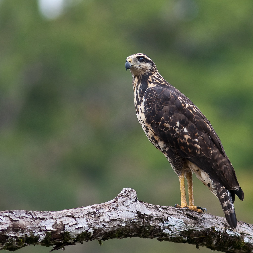 Juvenile Great Black Hawk Chrissie64 Flickr