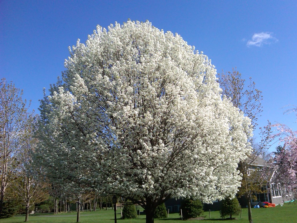Ornamental Pear tree in blossms in the Spring Posted via e… Flickr