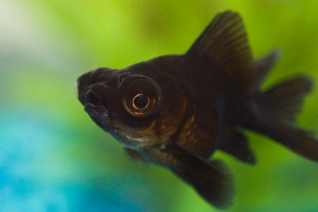 NEW FISH!!! 4 Introducing Kuro the black moor ("kuro" mea… Flickr