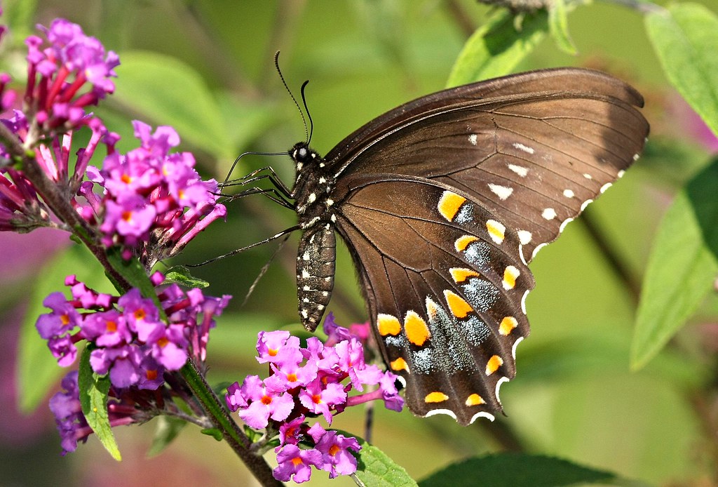 Black Butterflies of North Carolina This is a shot of a sp… Flickr