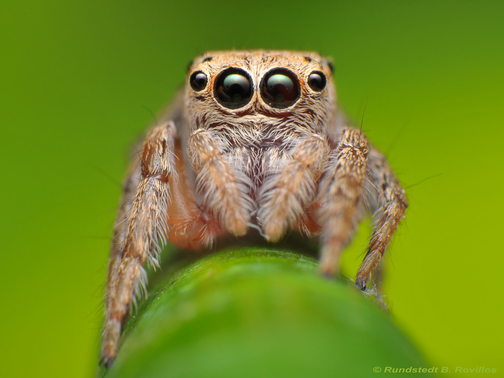 Jumper spider Jumping spiders has the ability to jump a di… Flickr