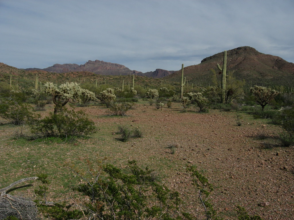 Organ Pipe Cactus National Monument, Pima County, Arizona … Flickr
