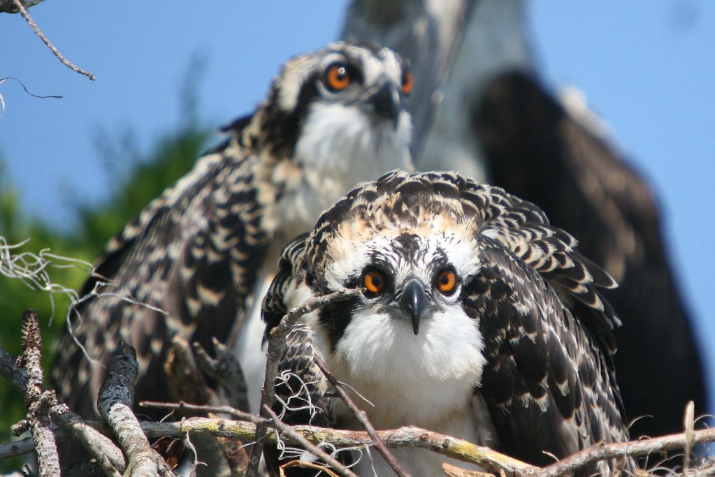 two baby Osprey Total of three in this particular nest. Star Bryant
