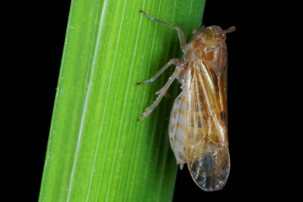 Brown planthopper Brown planthopper, Nilaparvata lugens