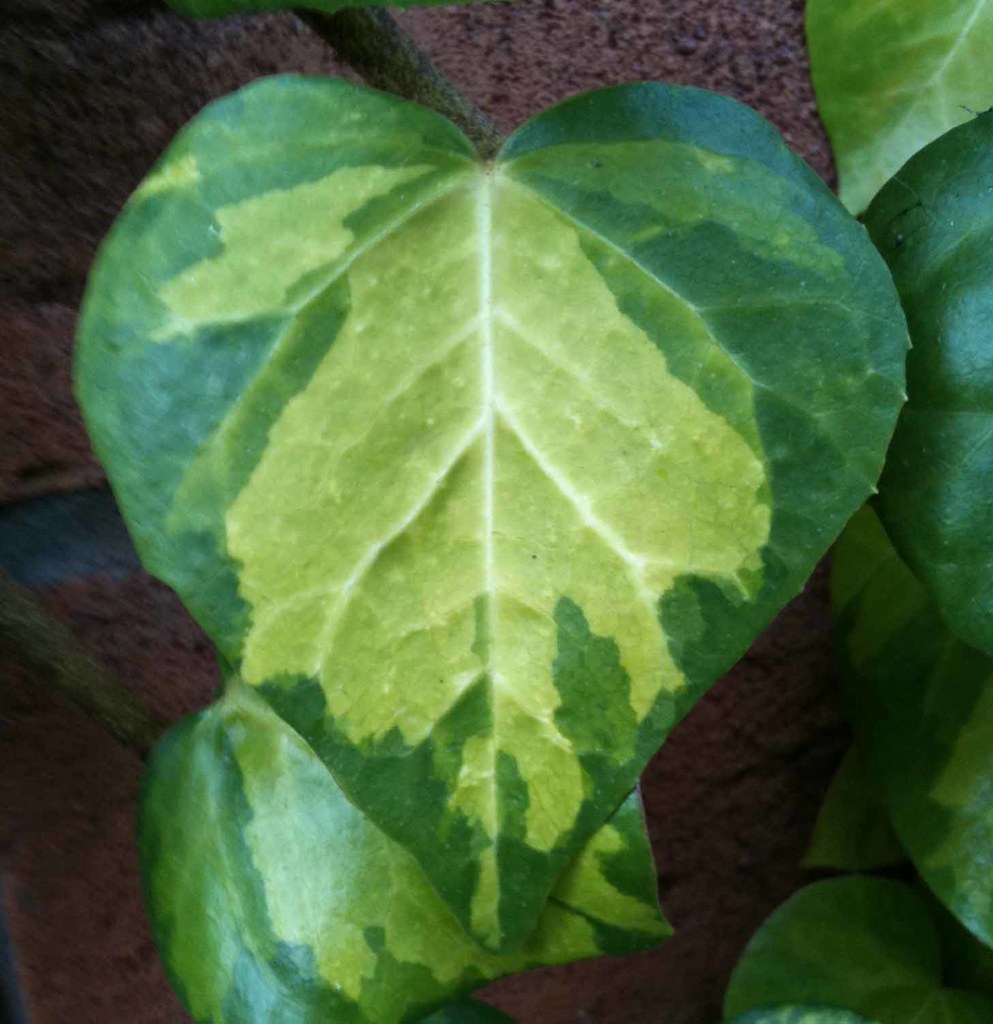 HearttoHeart 270210 Heart shaped ivy leaf photograph t… Flickr