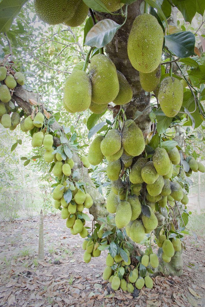 Jet fruit tree This exceptional tree was loaded with jet f… Flickr