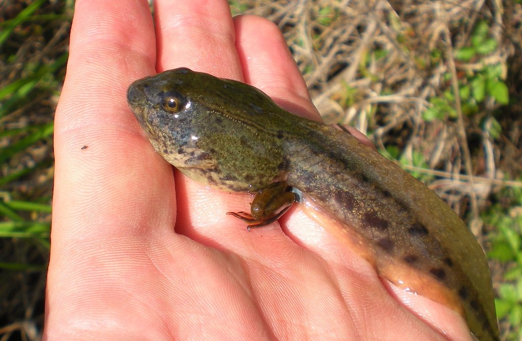 Large Southern Leopard Frog Tadpole Rana sphenocephala
