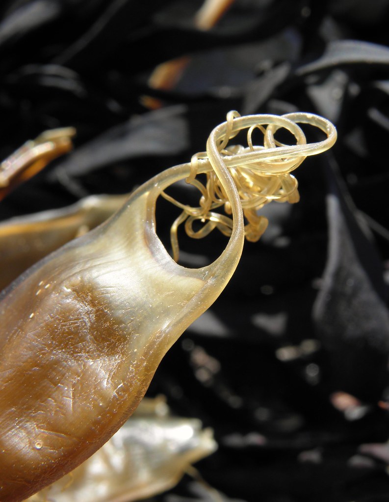 Nature’s knot; the Mermaid's purse or Devil's purse (Chond… Flickr
