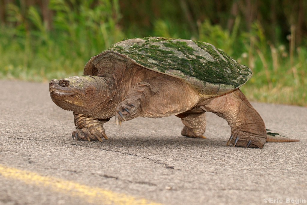 Tortue serpentine (tortue hargneuse) / Snapping Turtle