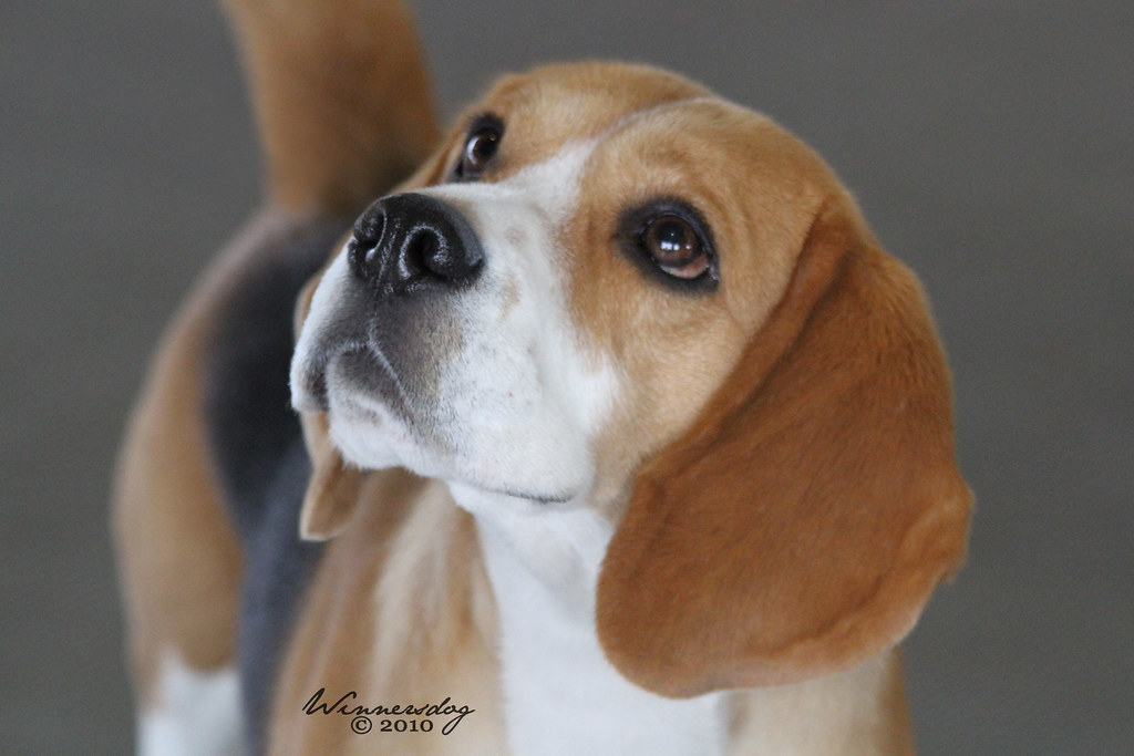 Beagle 13 Hound Group Saturday, 13 Inch Beagle. Kelly Hayes Flickr