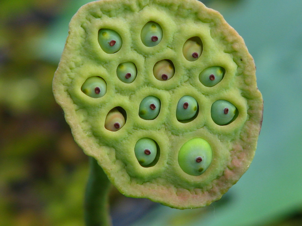 Water nut Berbice, Guyana Zalina Alvi Flickr