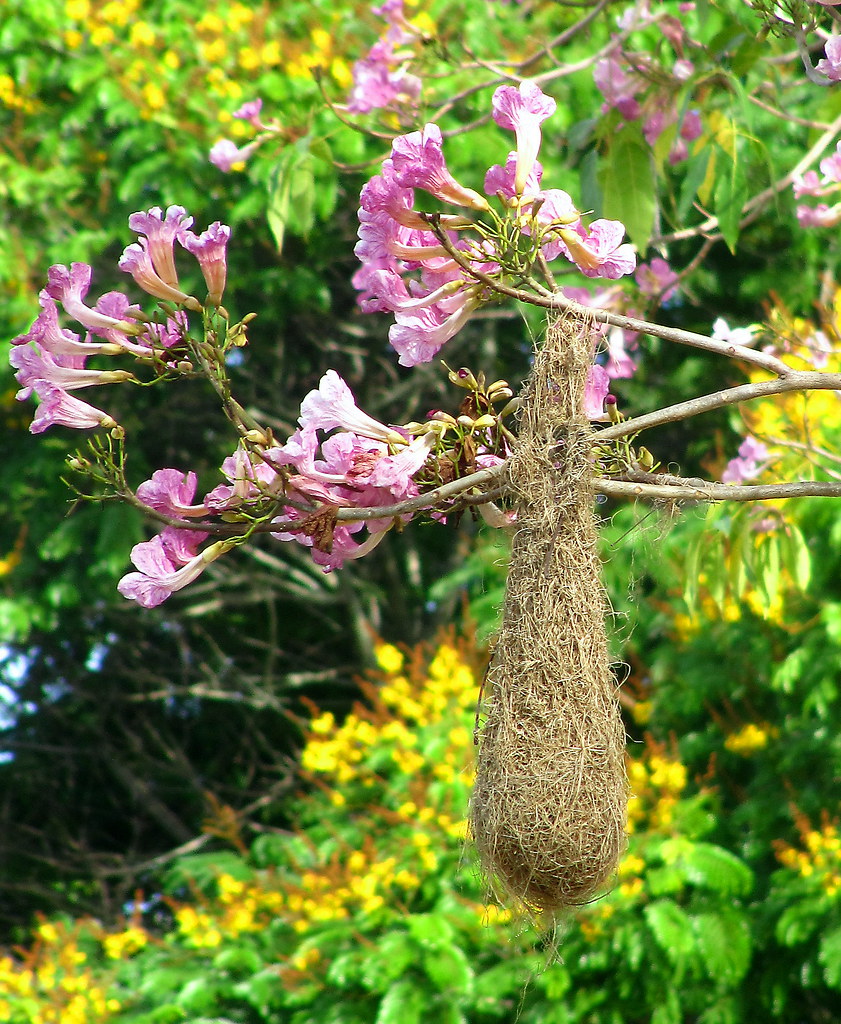 hanging bird nest identification