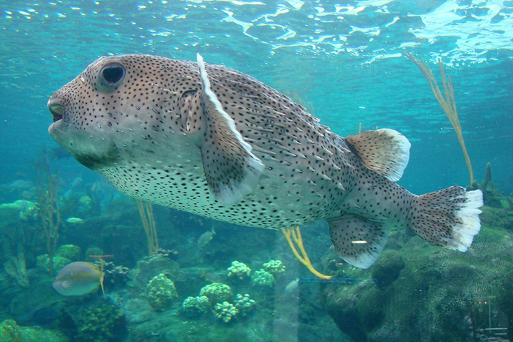 Puffer Fish Florida Aquarium Tampa, Florida Puffer F… Flickr