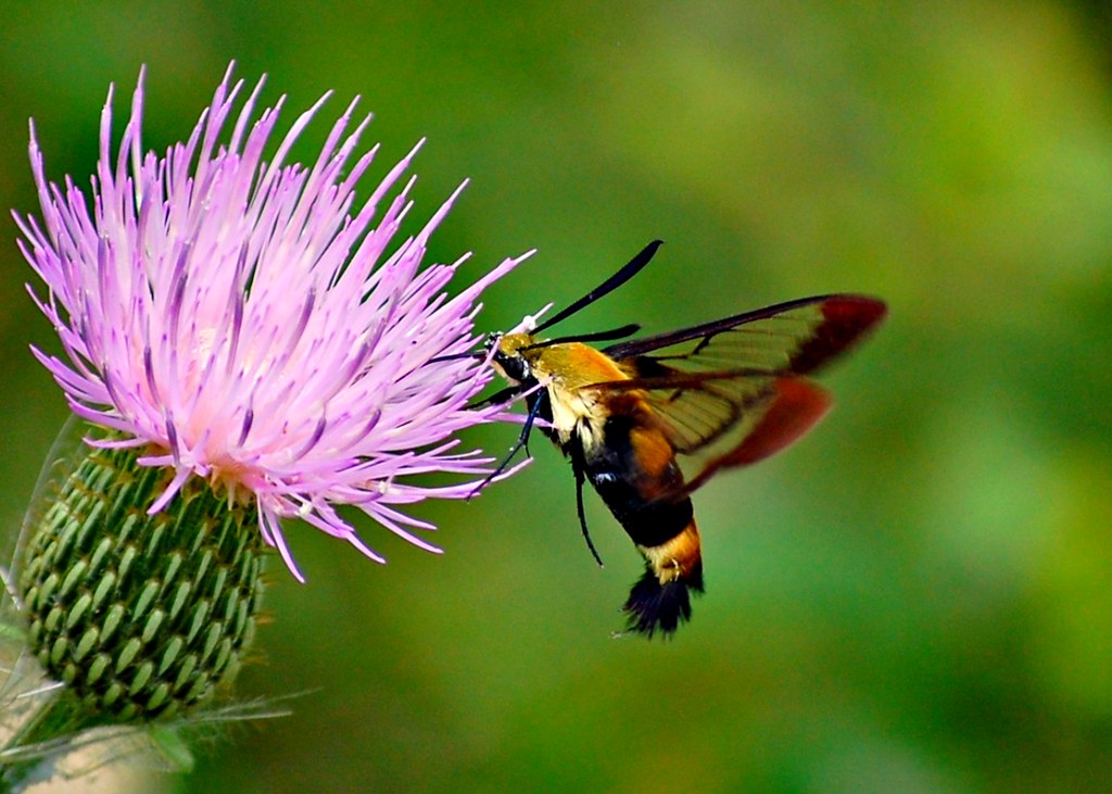 Bumblebee moth enjoying a Texas Thistle Bumblebee Sphi… Flickr