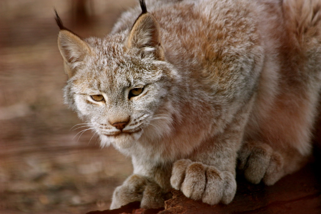 How Big Are Lynx Paws at Dawn Navarro blog