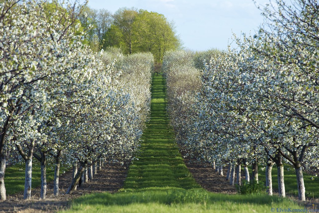 Cherry Orchard 2 Cherry Orchard in Egg Harbor, Door County… Flickr