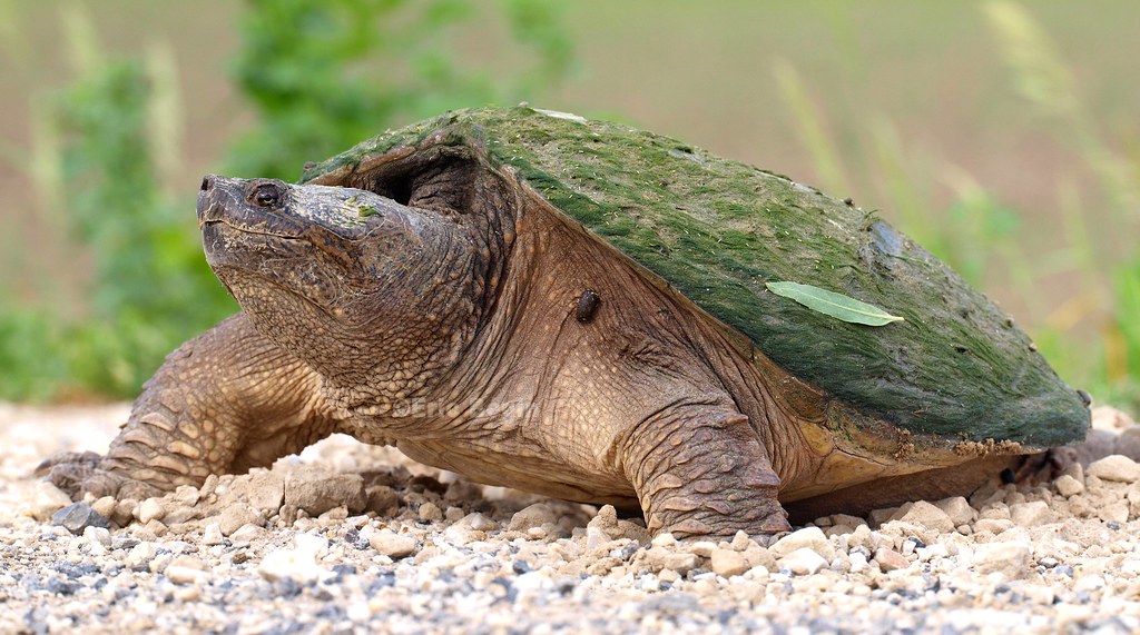Tortue serpentine (tortue hargneuse) / Snapping Turtle
