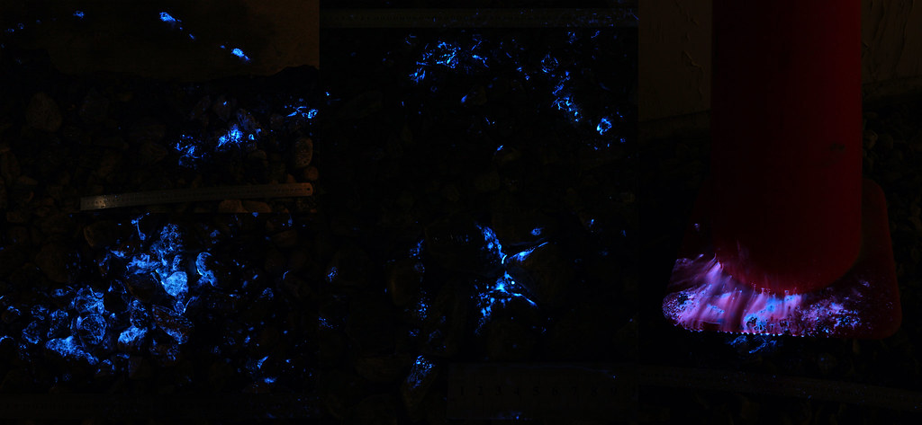 Luminol Enhanced Blood Evidence Dark The above photo ser… Flickr