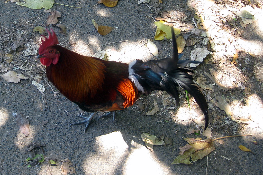 Kaua'i Hāʻena Rooster Kauai's feral chicken population … Flickr