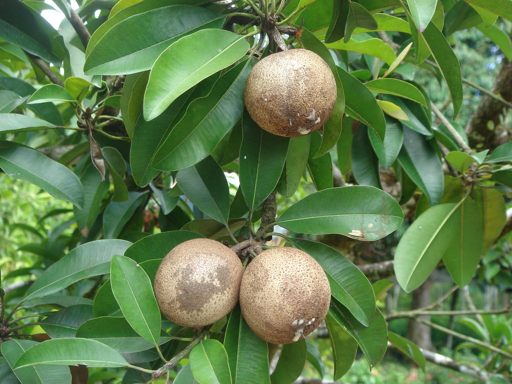 buah ciku in english