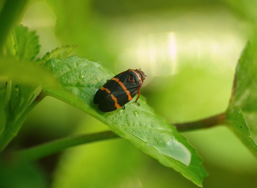 Black and redstriped bug Little Dog Laughed Flickr