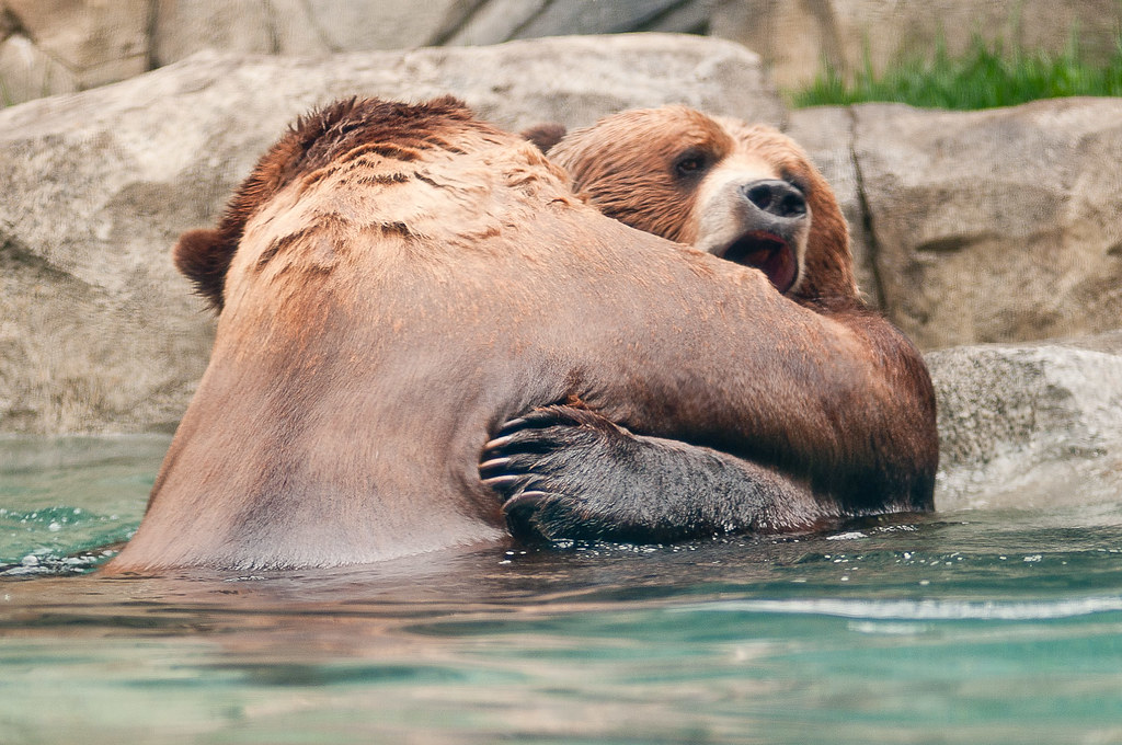 Bear Hug! Great Bear Wilderness preview Bob Haarmans Flickr