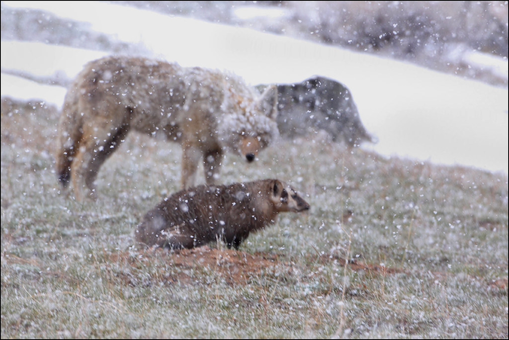 Badger vs. Coyote! I finally saw my first badger in the wi… Flickr