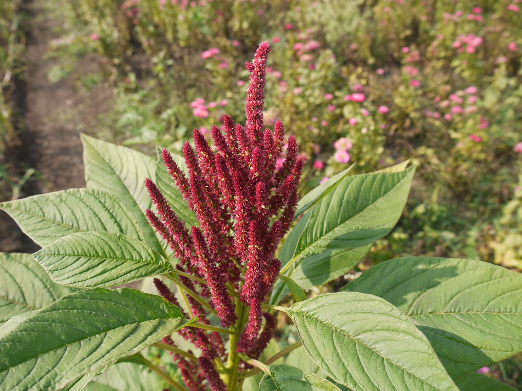 Rajgira (Marathi राजगिरा) Amaranthaceae (amaranth family)… Flickr
