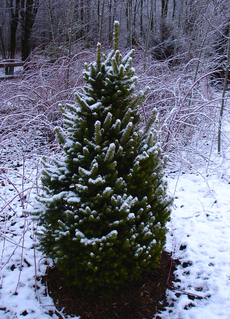 Sherwood compact spruce Picea abies 'sherwood compact' Thi… Flickr