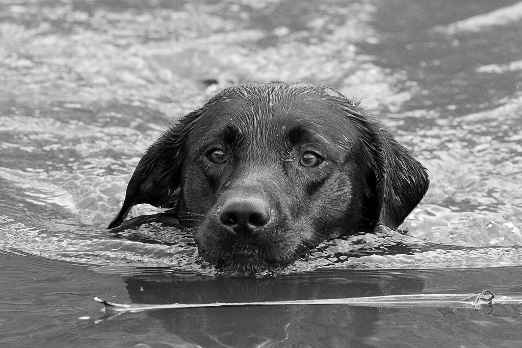 Black Labrador Swimming B+W My dog Jet having a good swim … Flickr