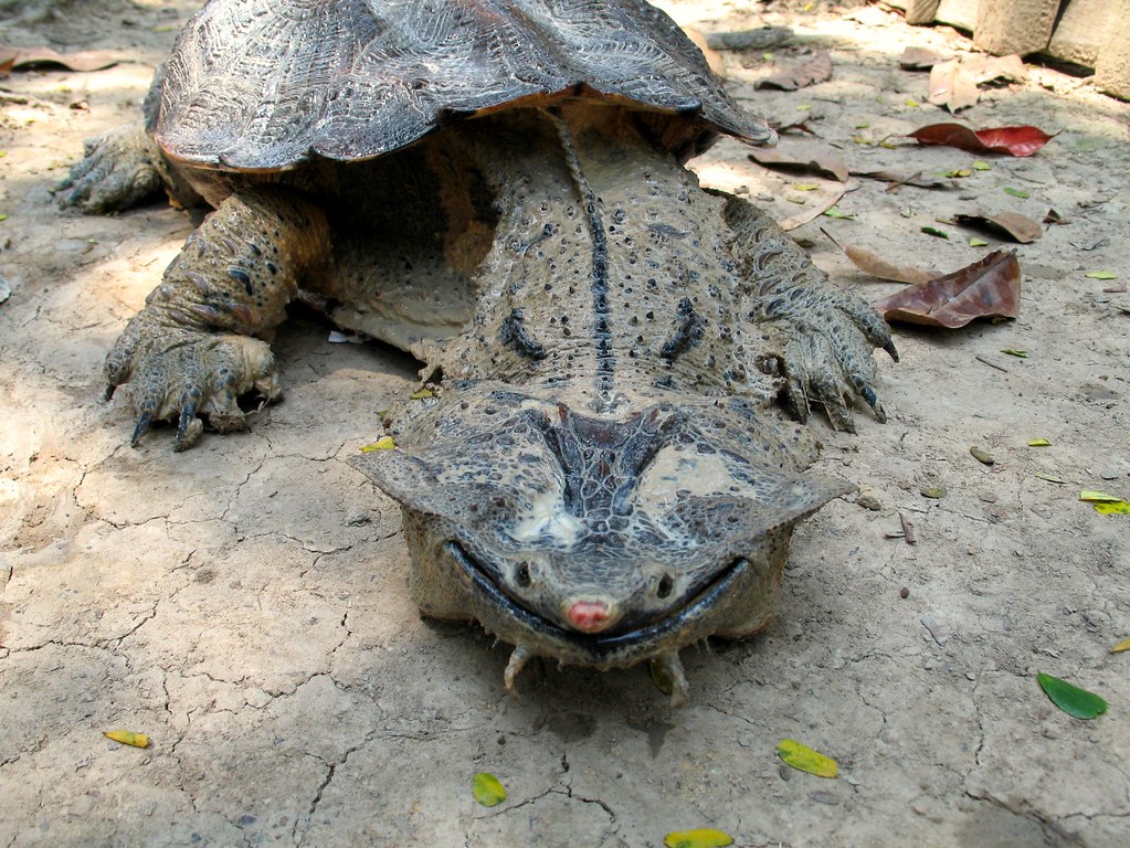 Mata Mata turtle, Peru. Animal Sanctuary stuart hamilton