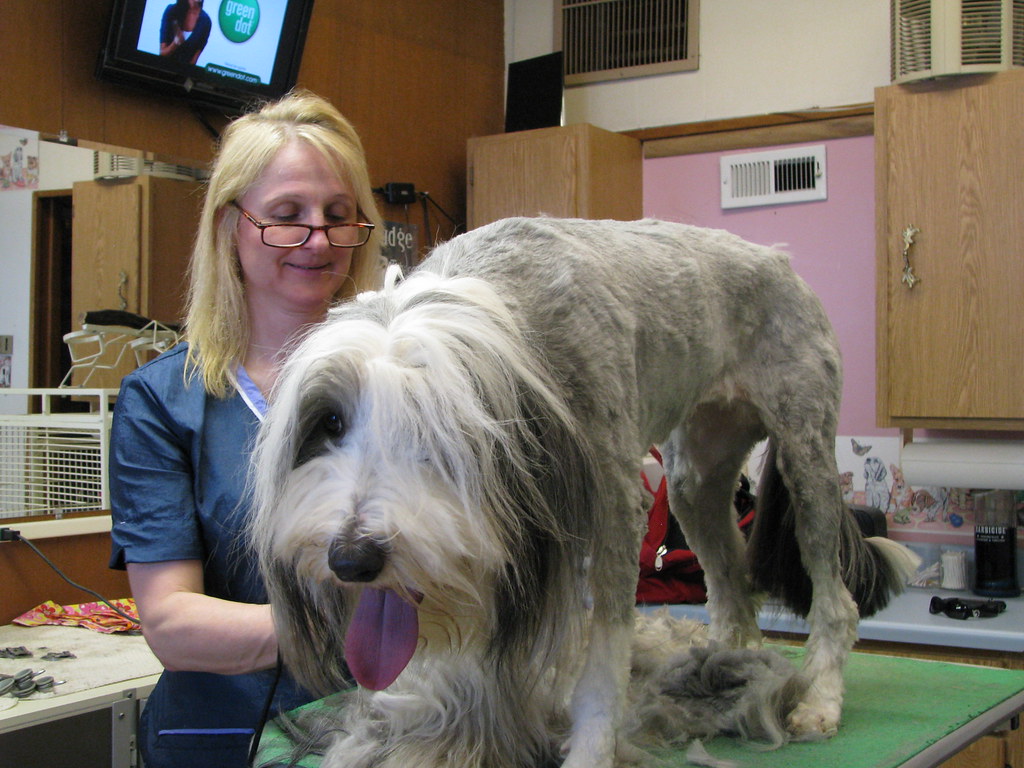 Jeanne's Dog Grooming dogs, dog grooming, dog groomers, do… Flickr