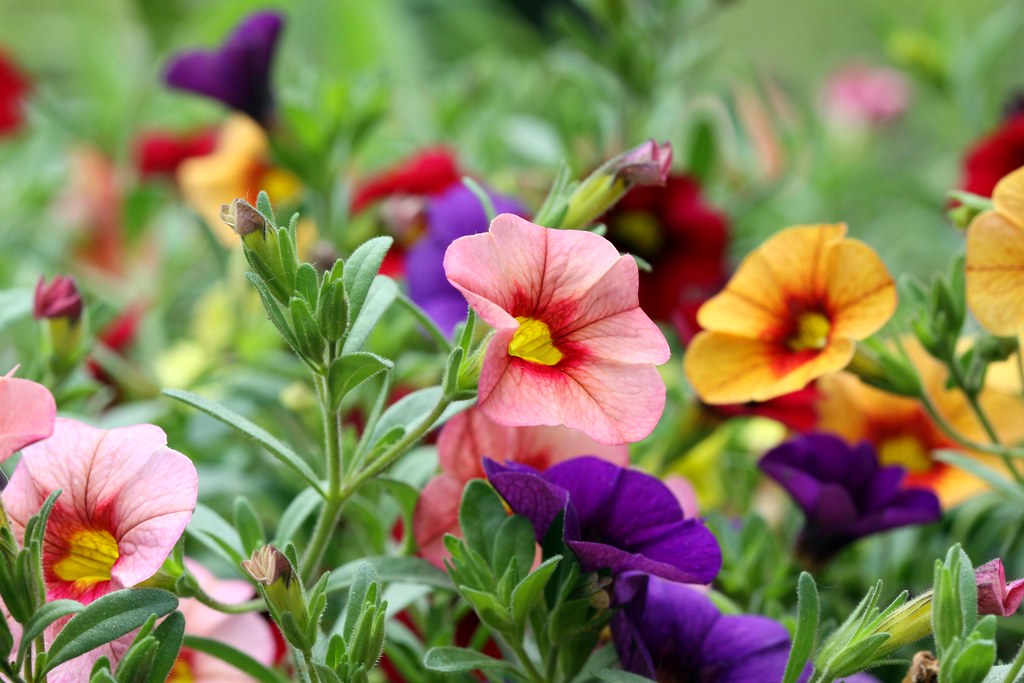 Peggy's Flowers WHICH ONE ARE YOU? Make a note on the one … Flickr