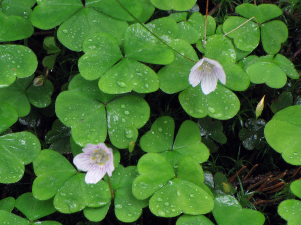 Wood Sorrel Mountain wood sorrel (Oxalis montana) blooming… Flickr