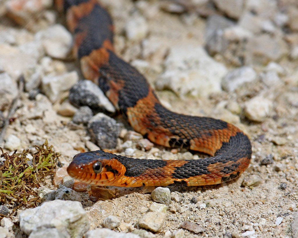 baby broad banded water snake aggiechristine Flickr