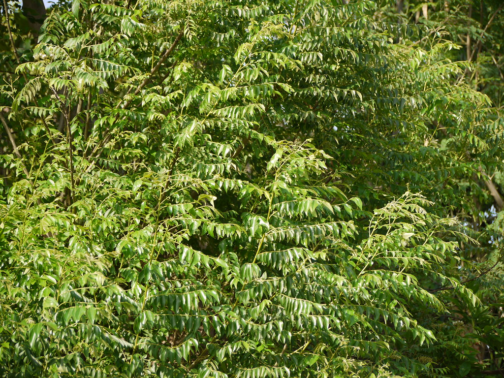 Kadhipatta (Hindi कढी पत्ता) Rutaceae (ruta, or citrus