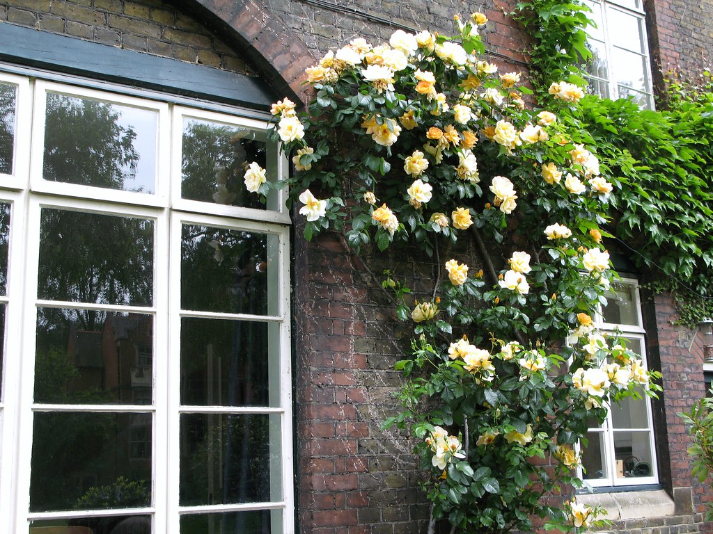 Yellow rose trellis College Garden, Westminster Abbey Suzanne