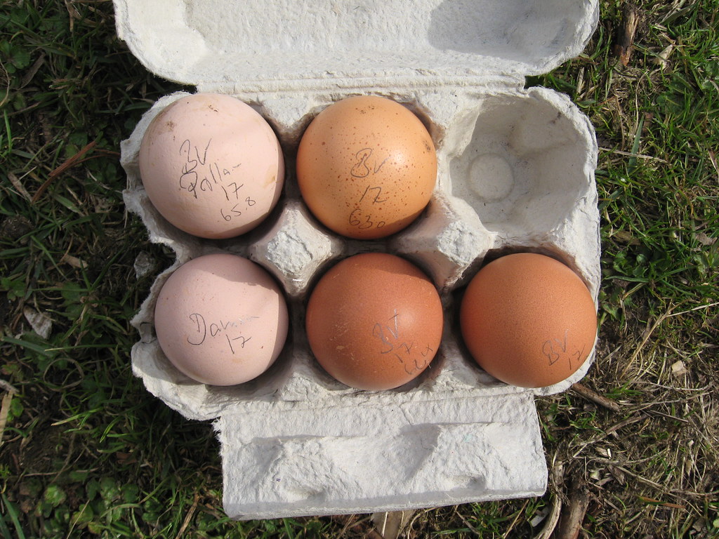 Barnevelder eggs & Croad Langshan (bottom left) outbackhens Flickr