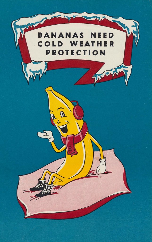 Bananas Need Cold Weather Protection a 1952 pamphlet put o… Flickr